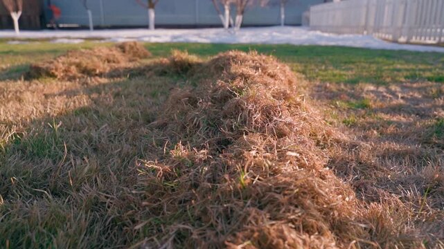 Rows of raked dry grass thatch on lawn after spring scarifying