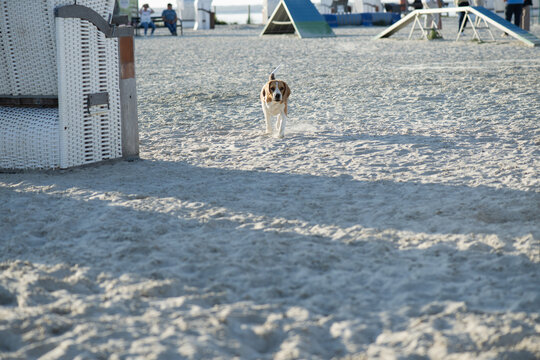 Beagle am Hundestrand in Norddeich