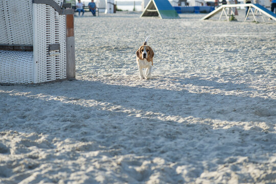 Beagle am Hundestrand in Norddeich