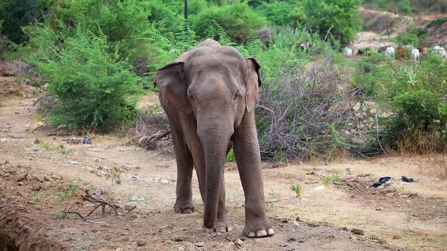 Asian elephant walks across a dry and dusty natural habitat with dense green vegetation in the background.