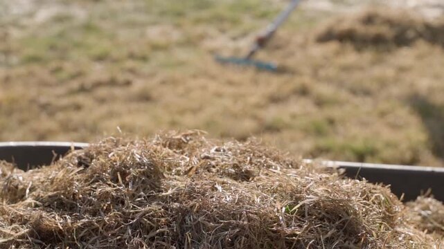 Wheelbarrow full of dry grass thatch with rake working in background