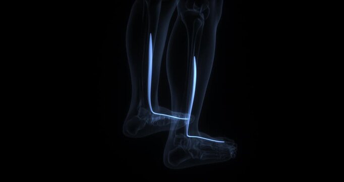 Flexor hallucis longus muscle in human body. X Ray. Loop