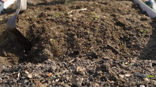 Loosening garden bed soil with hand cultivator slow motion close-up 
