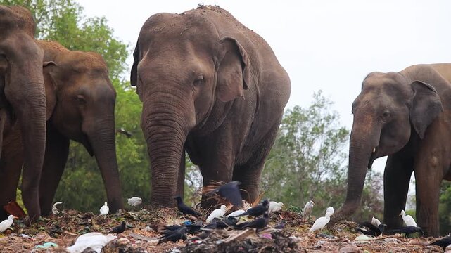 Elephants stand near a pile of trash while white egrets search for food in the contaminated soil.