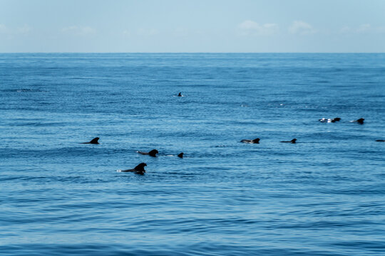 Pod of pilot whales surfacing in the deep blue Atlantic Ocean off Tenerife