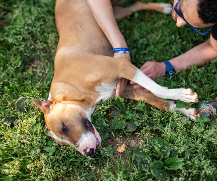 Man cuddles a bull terrier dog in teh grass in a garden