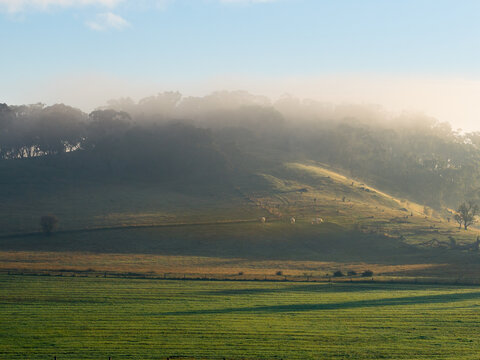 Sunshine on morning fog around tree tops on hills above green farmland