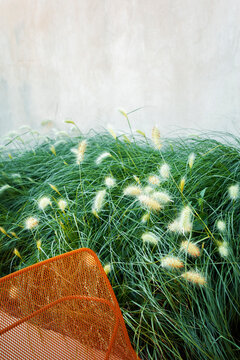 Green Grass and Orange Chair in a Modern Outdoor Space
