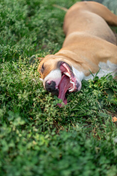 Happy bull terrier laying in the grass with big smile