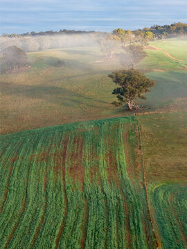 Thin fog lingering over gumtrees on a hillside above a green field