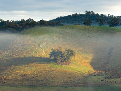 Golden sunshine and fog over trees on a rocky green hillside