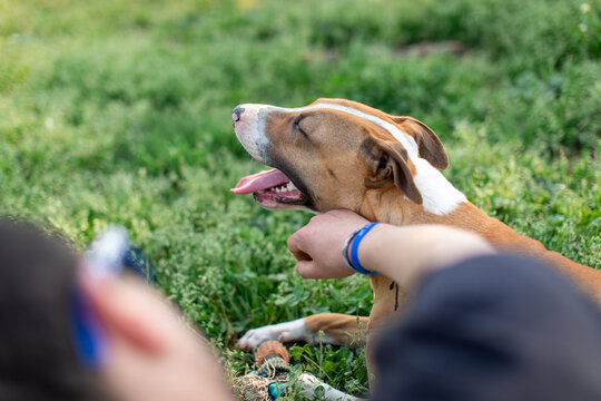 Man cuddles a bull terrier dog in teh grass in a garden