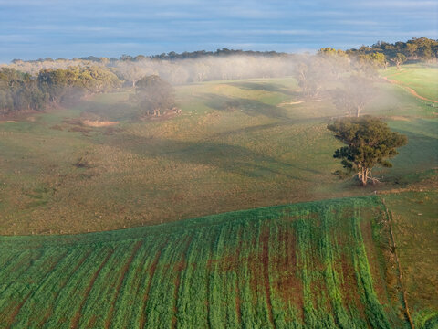 Thin fog lingering over gumtrees on a hillside above a green field