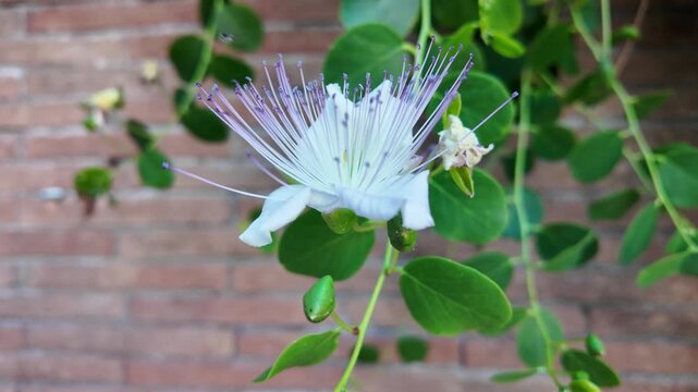 Aesthetic cinematic view of an exotic flowering caper bush blossom