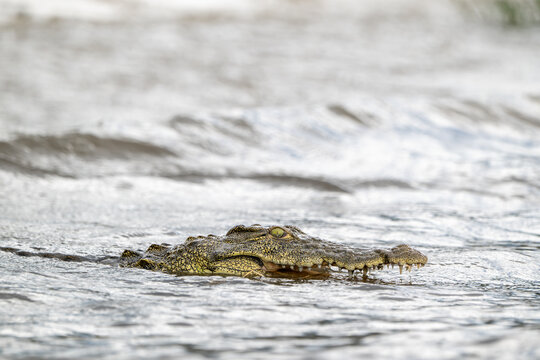Nile crocodile in Chobe River