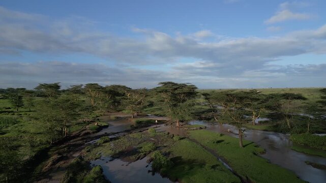 Aerial view of Ewaso Narok River winding through the lush savanna landscape with scattered acacia trees under a cloudy sky in Rumuruti, Laikipia County, Kenya.
