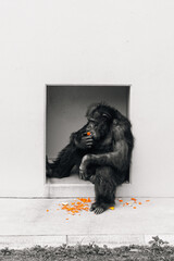 black and white gorilla © Shan