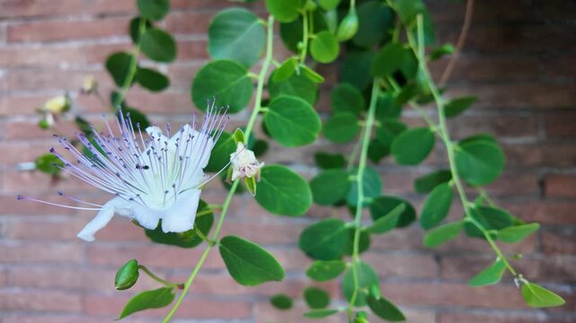 Aesthetic cinematic macro of a blooming exotic caper flower