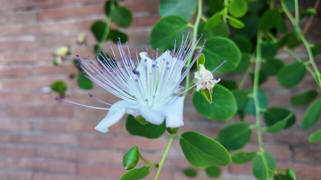 Extreme macro view of white and purple caper bush flower