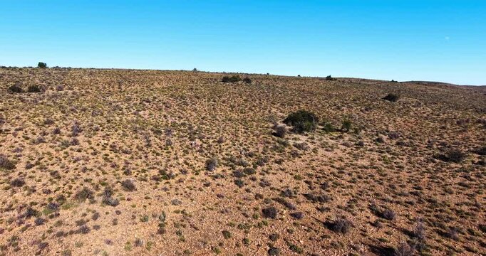 Drone aerial capturing two springbuck moving across the rugged hills of the Great Karoo showcasing the raw beauty of one of South Africa's most iconic natural environments.
