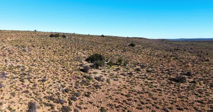 Drone aerial view of springbok roaming through the rugged semi-arid Karoo near Prince Albert. The image captures the beauty and scale of the African wilderness and its natural wildlife habitat.