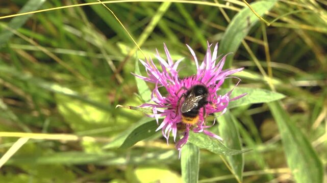 Black and yellow bumblebee collecting nectar from a vivid pink wildflower among sunlit green meadow vegetation.