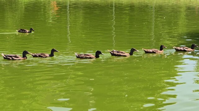Mallard wild ducks, Anas platyrhynchos species, swimming together in a line on the bright green pond water during a sunny day in Bologna Park, Italy