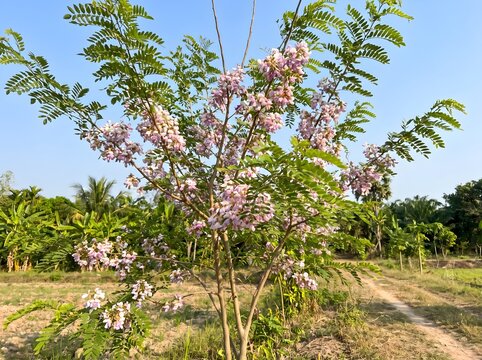 Gliricidia sepium Tree with Pink Flowers Growing in a Tropical Rural Landscape