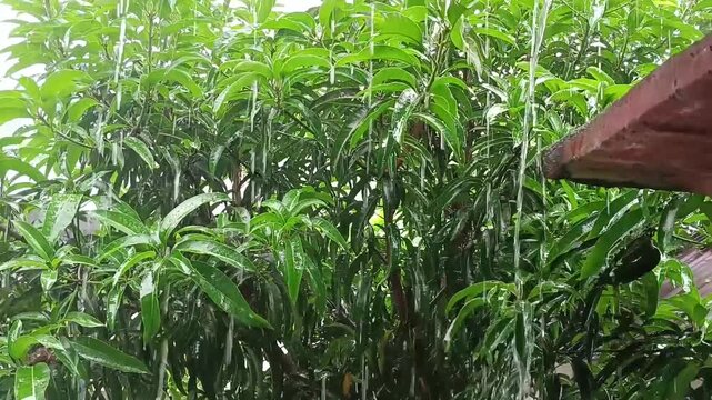 Heavy monsoon rain pouring down from roof onto green tree leaves during rainy season
