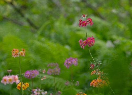 Cluster of colourful candelabra primulas growing in early summer in Oakwood at Wisley garden, Woking, Surrey UK.