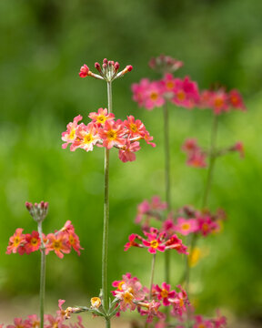 Cluster of colourful candelabra primulas growing in early summer in Oakwood at Wisley garden, Woking, Surrey UK.