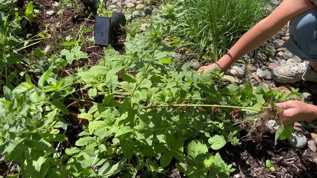 Person pulling weeds from garden soil by hand