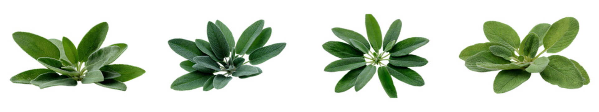 Fresh sage leaves isolated on transparent background set of four clusters of green aromatic herb leaves for cooking and culinary use