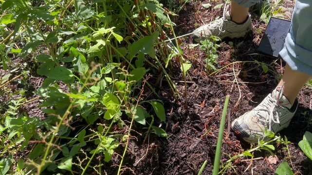 Person pulling weeds and roots from garden bed