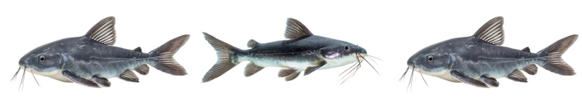 Three catfish isolated on transparent background, showing different angles of the fish, high quality studio photography of freshwater fish species
