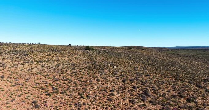 Aerial view of two springbok moving across the rocky, hills of the Great Karoo, capturing the natural habitat of one of South Africa's most iconic antelope species.