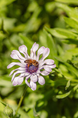 Naklejka premium Beautiful Flowers