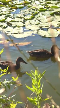 Ducks swimming in a pond at sunset, vertical video