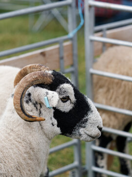 Majestic black and gray horned ram portrait at the Cockermouth A