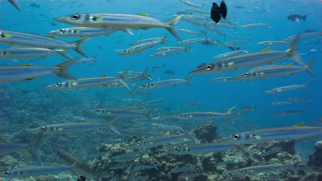 Underwater shot of a large school of Barracuda in the Palau National Marine Sanctuary.