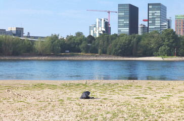 Obraz premium Low stream gauge of rhine river in Düsseldorf,Germany.Heatwave,Climate change,global warming,plants growing on the former river bed.