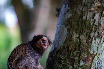 Common Marmoset Wild Monkey Brazilian Wildlife Tropical Forest Nature Native Mammal Primate Atlantic Forest Cerrado Animal Portrait Brazil South America Outdoor Conservation © Pedro