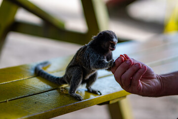 Common Marmoset Wild Monkey Brazilian Wildlife Tropical Forest Nature Native Mammal Primate Atlantic Forest Cerrado Animal Portrait Brazil South America Outdoor Conservation © Pedro