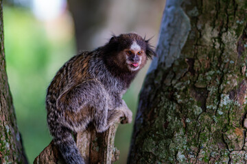 Common Marmoset Wild Monkey Brazilian Wildlife Tropical Forest Nature Native Mammal Primate Atlantic Forest Cerrado Animal Portrait Brazil South America Outdoor Conservation © Pedro