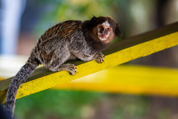 Common Marmoset Wild Monkey Brazilian Wildlife Tropical Forest Nature Native Mammal Primate Atlantic Forest Cerrado Animal Portrait Brazil South America Outdoor Conservation © Pedro