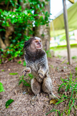 Common Marmoset Wild Monkey Brazilian Wildlife Tropical Forest Nature Native Mammal Primate Atlantic Forest Cerrado Animal Portrait Brazil South America Outdoor Conservation © Pedro
