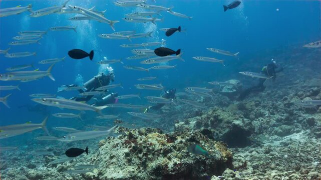 Underwater shot of a large school of Barracuda with SCUBA Divers in the Palau National Marine Sanctuary.