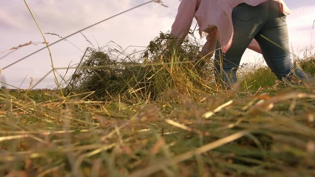 Female farmer picks up piles of grass hay in field
