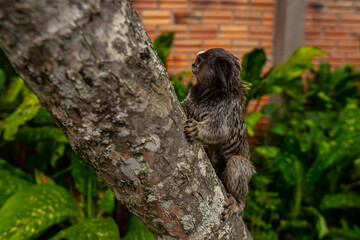 Common Marmoset Wild Monkey Brazilian Wildlife Tropical Forest Nature Native Mammal Primate Atlantic Forest Cerrado Animal Portrait Brazil South America Outdoor Conservation © Pedro