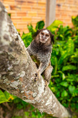 Common Marmoset Wild Monkey Brazilian Wildlife Tropical Forest Nature Native Mammal Primate Atlantic Forest Cerrado Animal Portrait Brazil South America Outdoor Conservation © Pedro